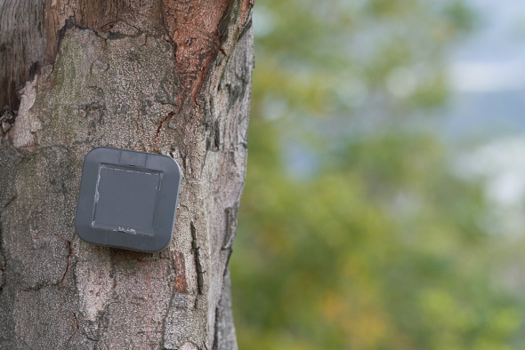 The smart sensor mounted on a tree at the HKUST campus helps to monitor the tree’s stability.