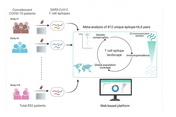 The team has developed a web-based platform by compiling SARS-CoV-2 T cell epitope data from immunological studies of recovered patients in hope to guide studies related to COVID-19 vaccines and diagnostics.