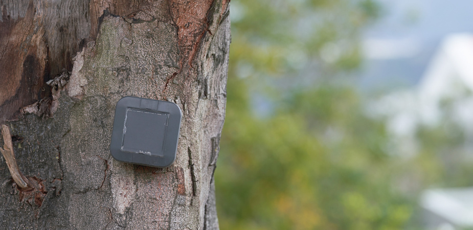 The smart sensor mounted on a tree at the HKUST campus helps to monitor the tree’s stability.